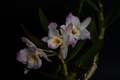 Dendrobium IMG_3853 Storczyk